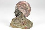 Iridescent, Pyritized Ammonite (Quenstedticeras) Fossil Display #209433-1